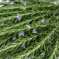 <p>Rosemary Extract</p>